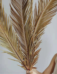 Load image into Gallery viewer, Folium Cycas
