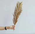 Load image into Gallery viewer, Folium Cycas
